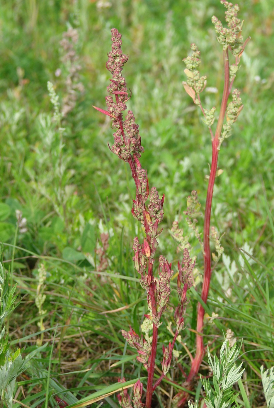 Изображение особи род Chenopodium.