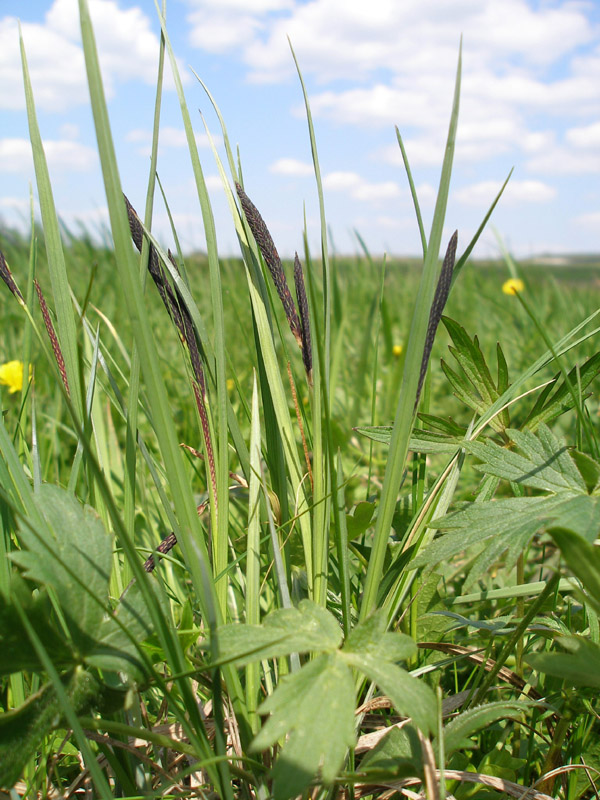 Image of Carex acuta specimen.