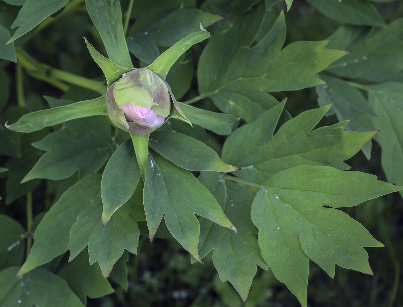 Изображение особи Paeonia suffruticosa.