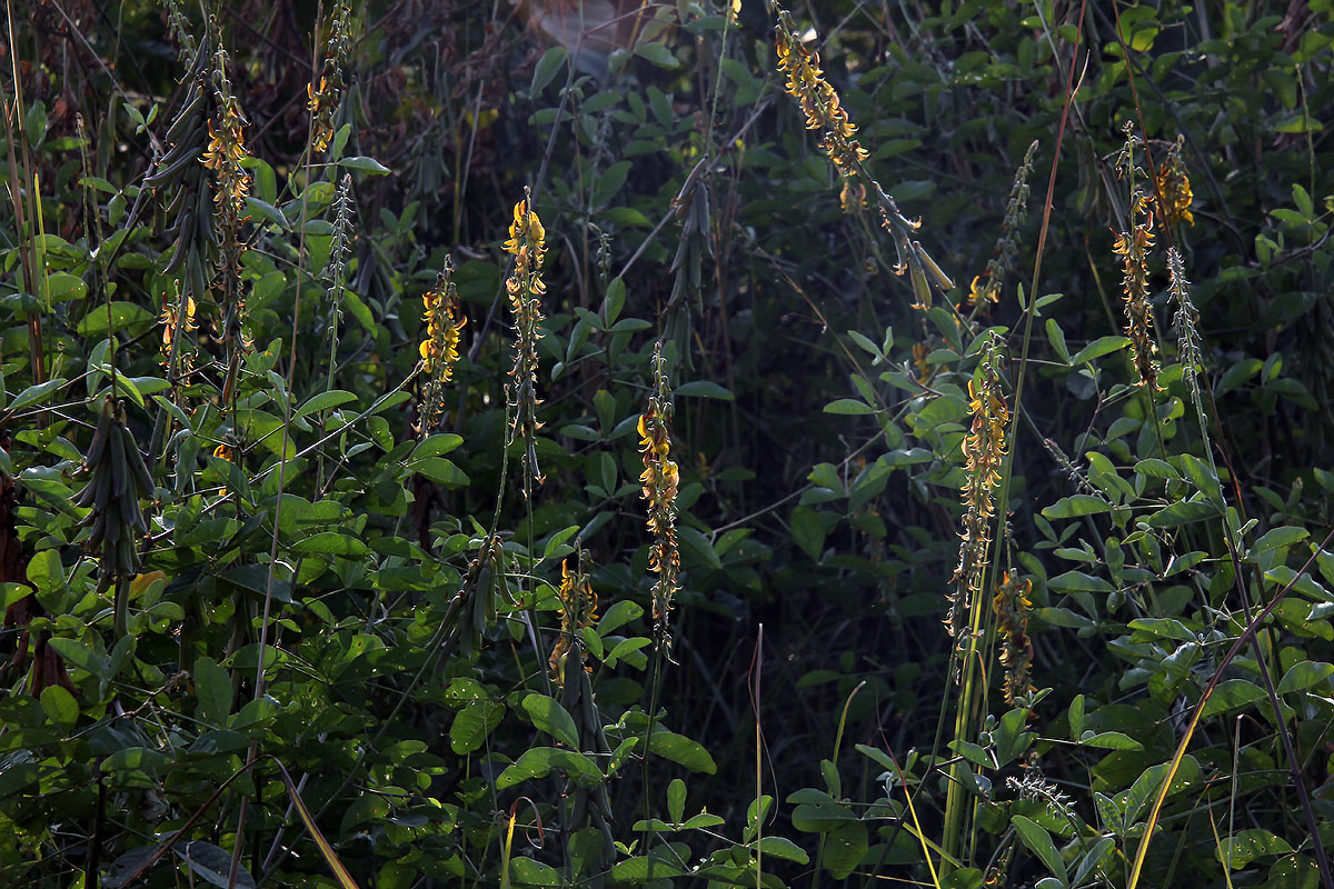 Image of Crotalaria pallida specimen.