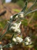 Artemisia sericea. Часть соцветия с нераскрывшимися корзинками. Свердловская обл., окр. г. Североуральск, известняковая скала, южная сторона. 29.07.2010.