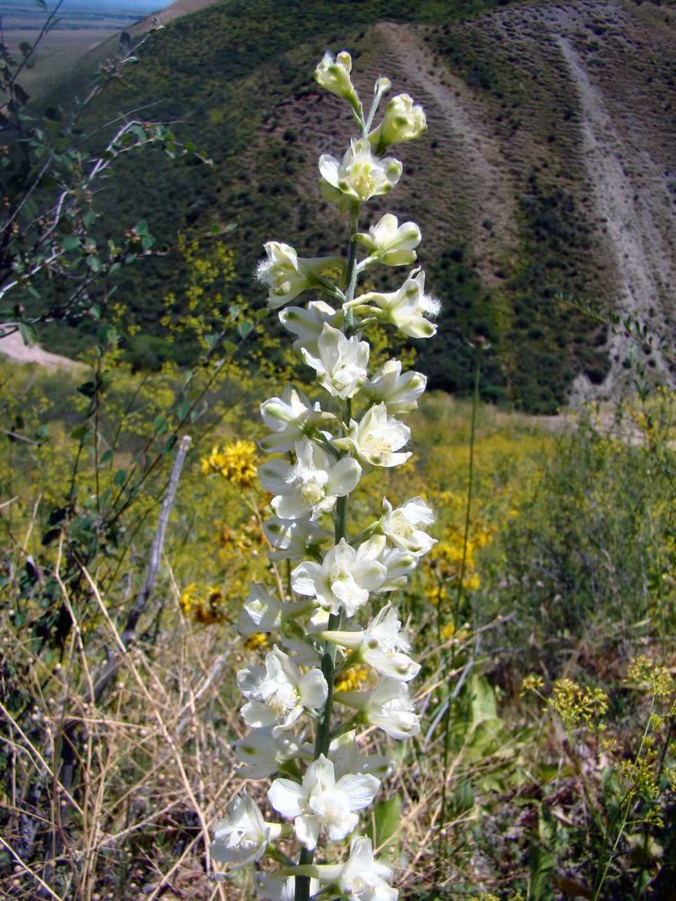 Image of Delphinium pavlovii specimen.