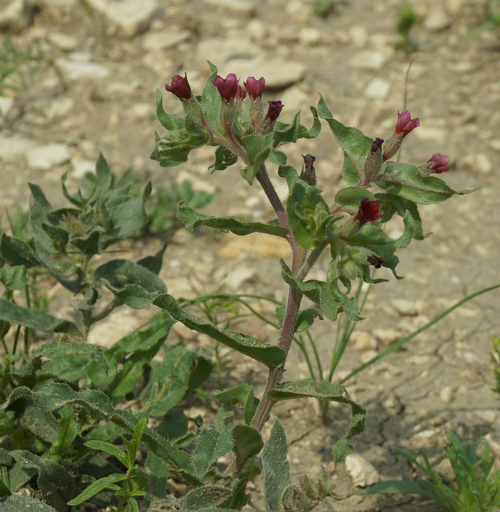 Image of Nonea rossica specimen.