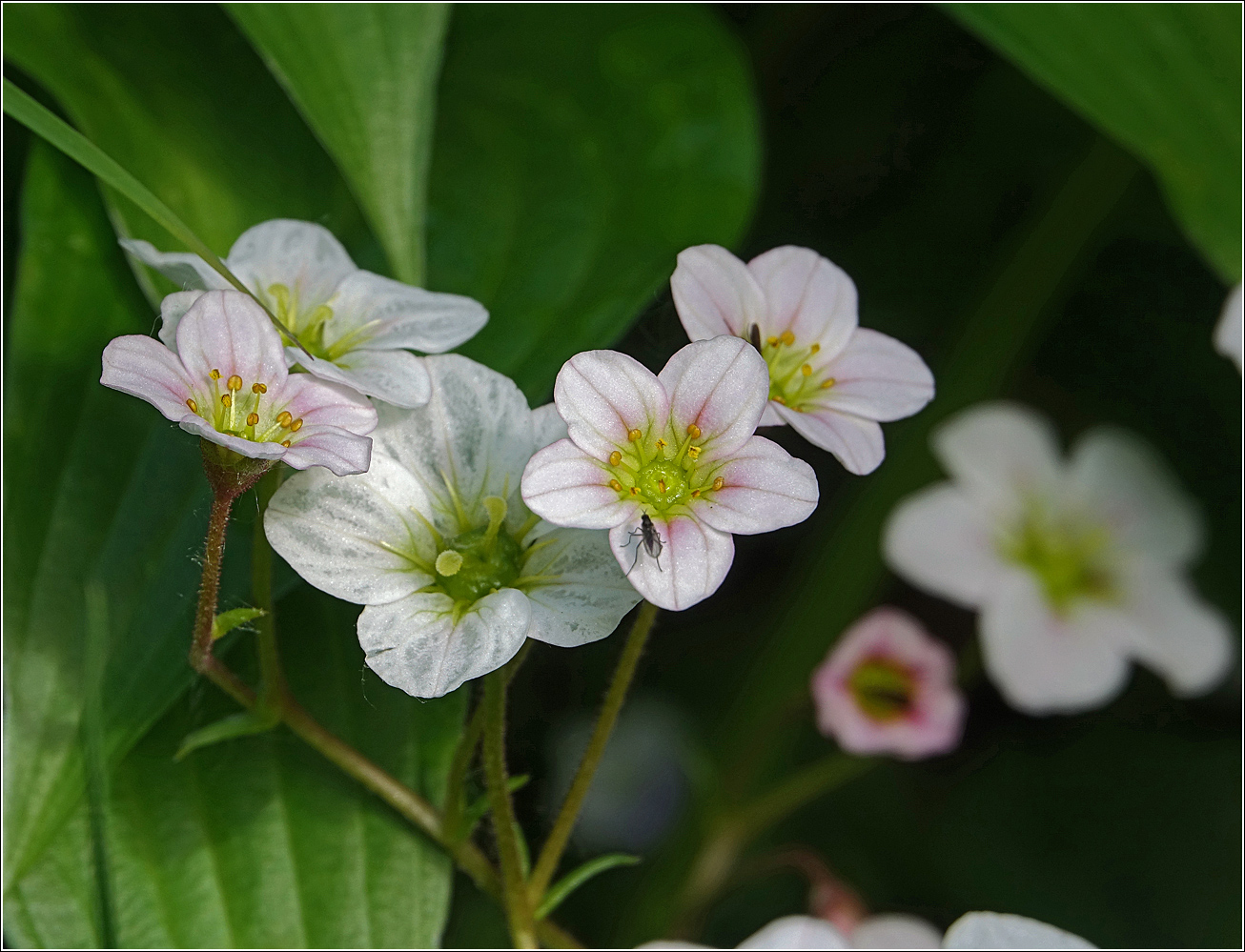 Изображение особи Saxifraga &times; arendsii.