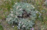 Oxytropis tragacanthoides. Плодоносящее растение. Алтай, Кош-Агачский р-н, устье р. Тыдтугем, пойменная терраса. 01.07.2021.