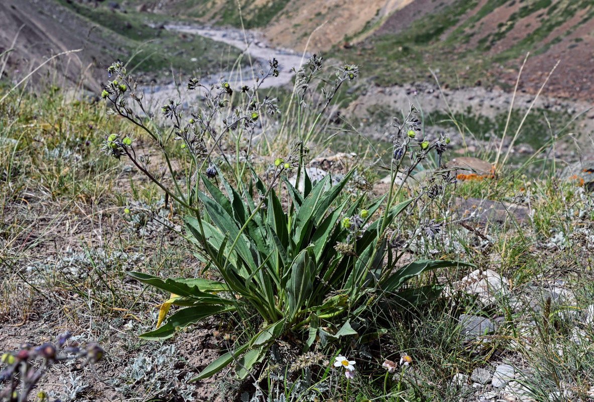 Image of Lindelofia stylosa specimen.