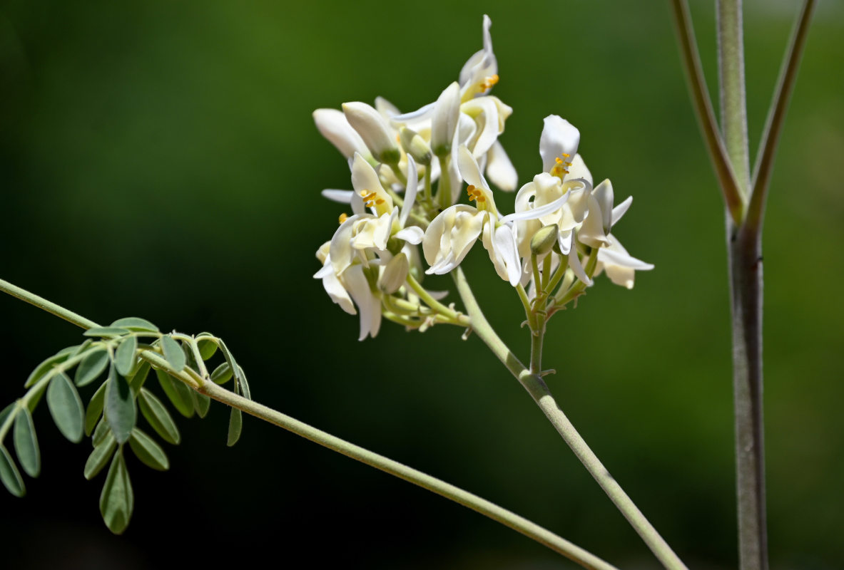 Изображение особи Moringa oleifera.