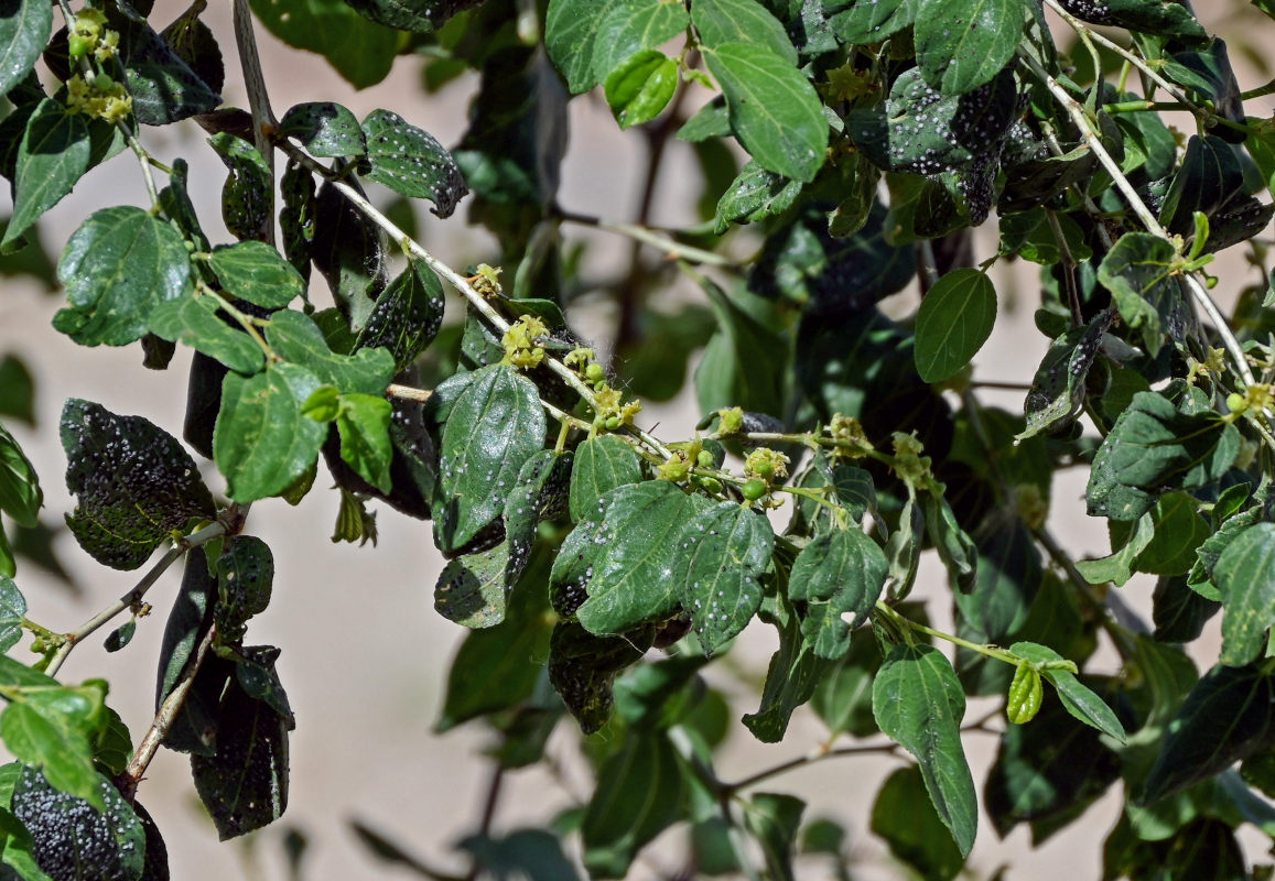 Изображение особи Ziziphus spina-christi.