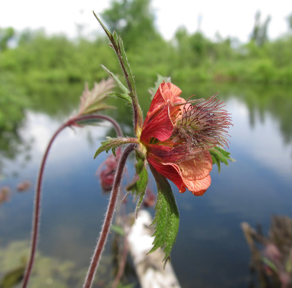 Изображение особи Geum rivale.