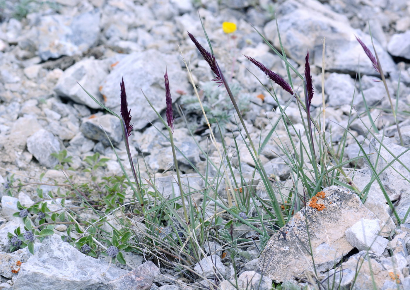 Изображение особи род Calamagrostis.