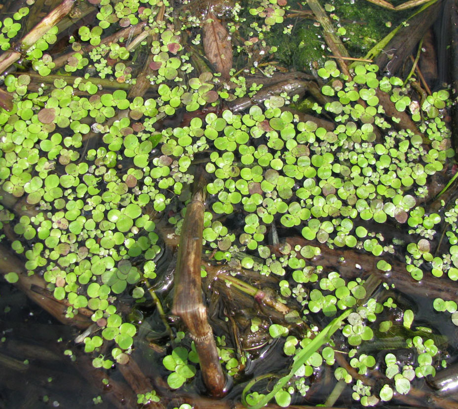 Image of Spirodela polyrhiza specimen.