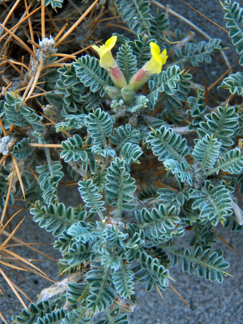 Image of Astragalus lasiosemius specimen.