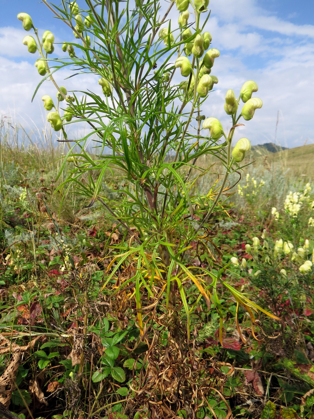 Изображение особи Aconitum anthoroideum.