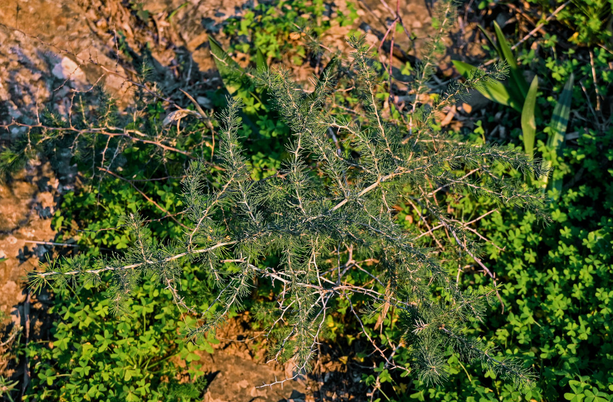 Изображение особи Asparagus albus.