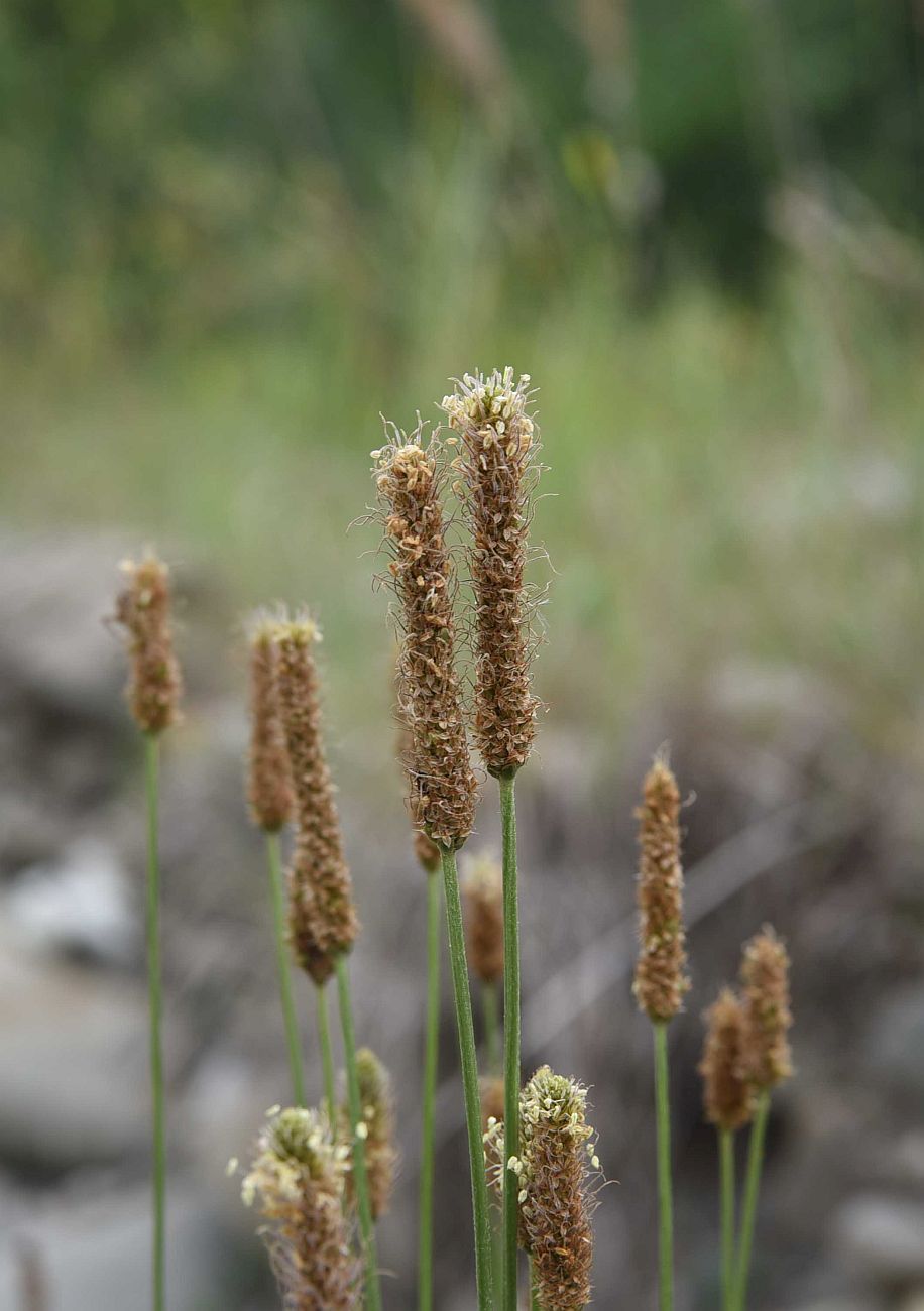 Изображение особи Plantago lanceolata.