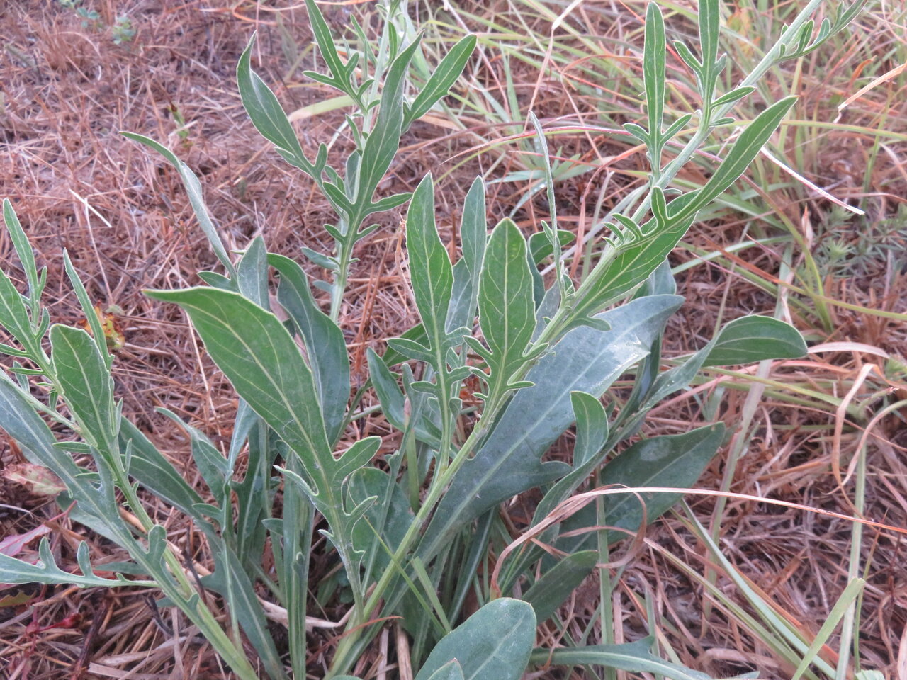 Image of Centaurea stereophylla specimen.