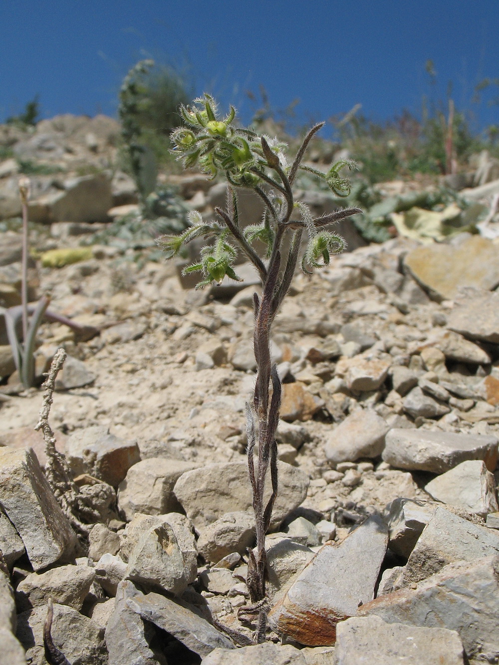 Image of Rochelia retorta specimen.