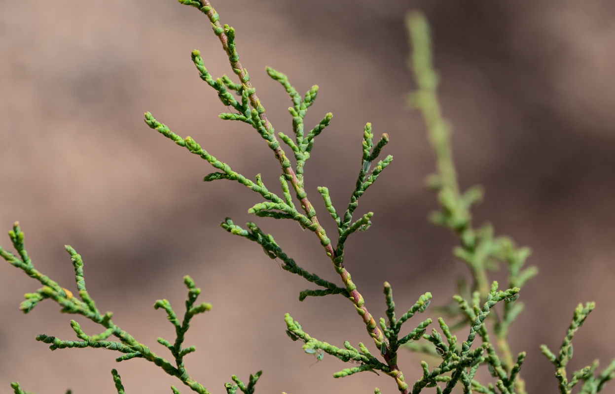 Image of genus Tamarix specimen.