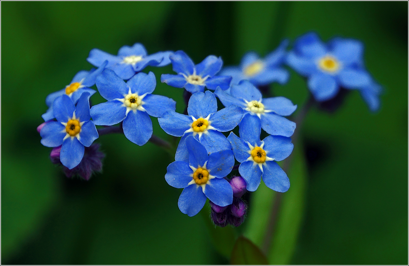 Изображение особи Myosotis sylvatica.