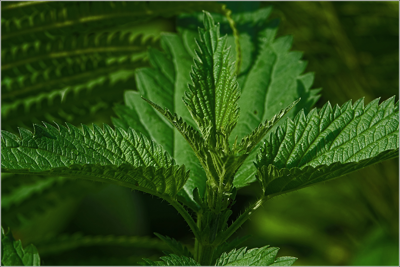 Image of Urtica dioica specimen.