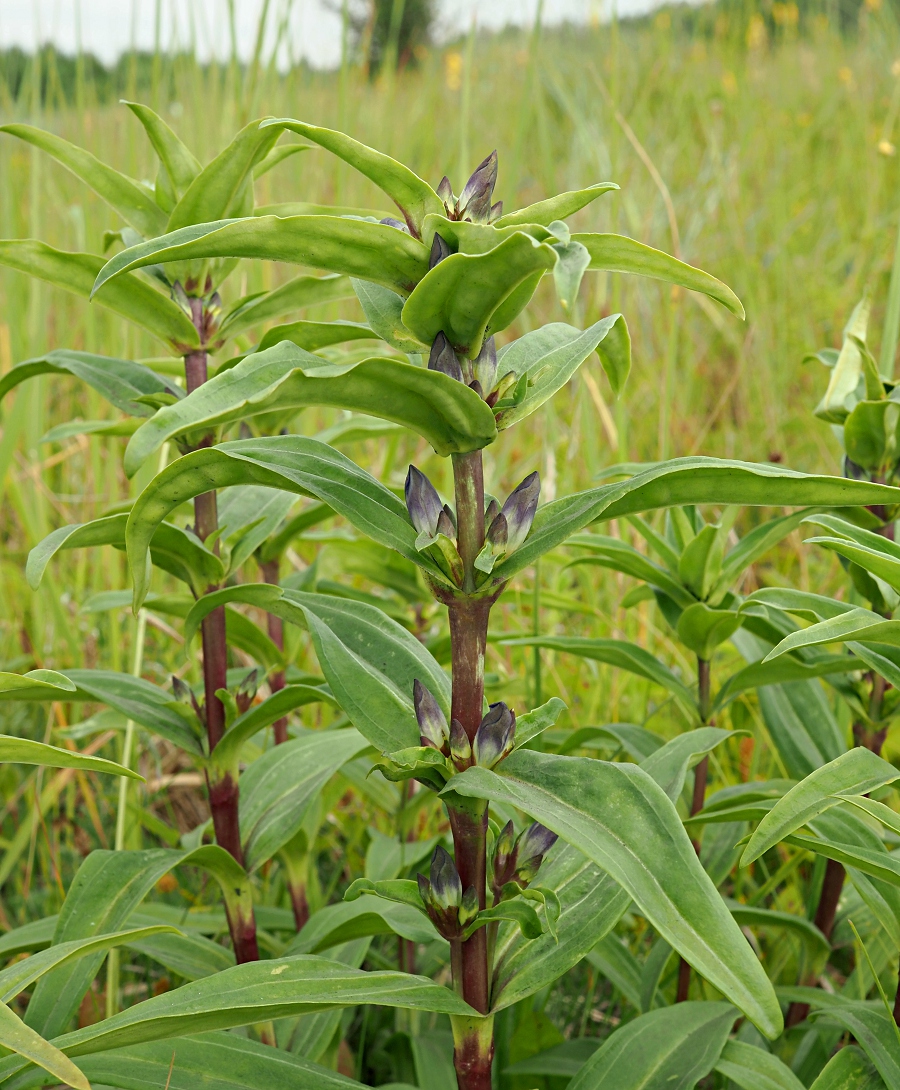 Image of Gentiana cruciata specimen.