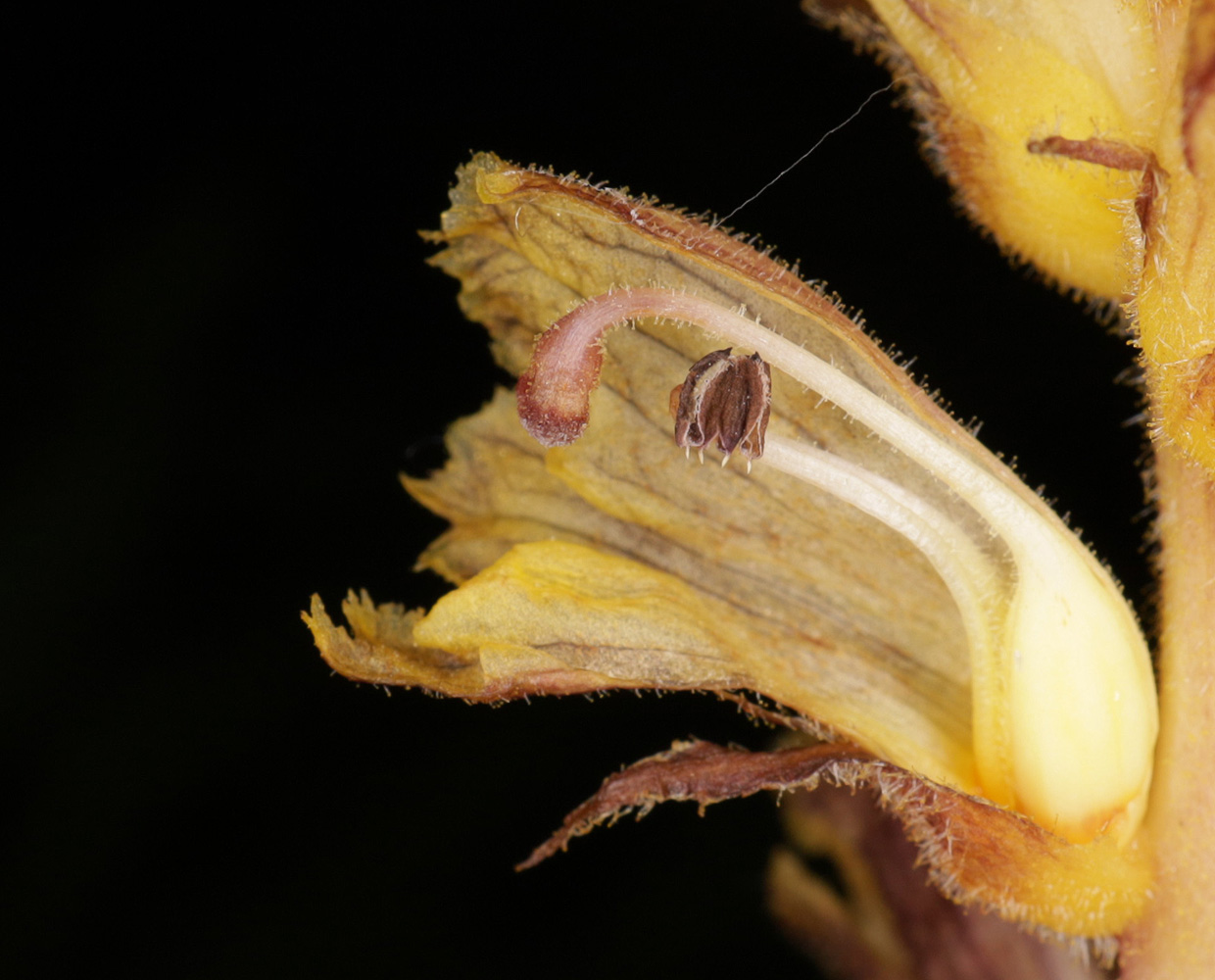 Image of Orobanche laxissima specimen.