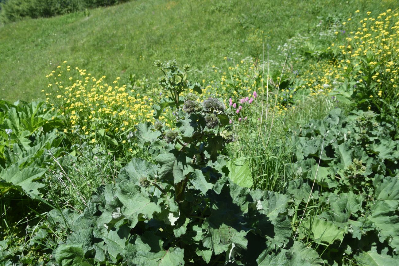 Изображение особи Arctium palladinii.