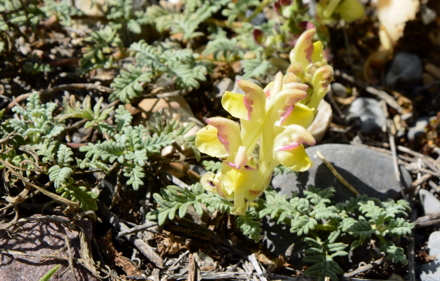 Image of Scutellaria przewalskii specimen.