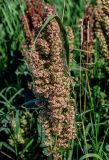 Rumex confertus. Соплодие. Оренбургская обл., Кувандыкский гор. округ, окр. дер. Первое Юмагузино, луг. 05.07.2023.