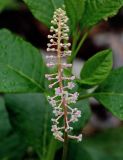 Phytolacca americana. Соцветие. Китай, провинция Гуанси, рисовые террасы Лунцзи, у дороги. 29.05.2024.