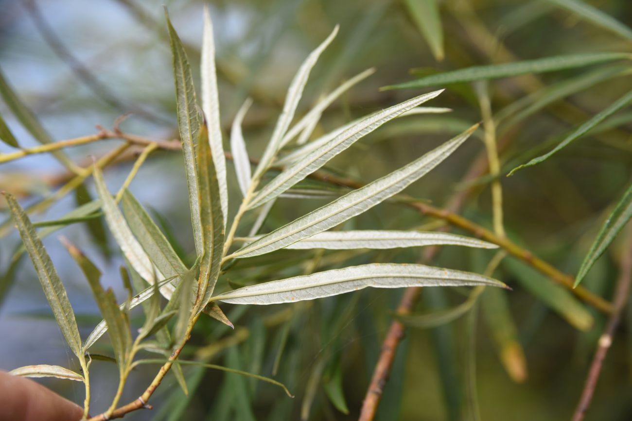 Image of Salix viminalis specimen.