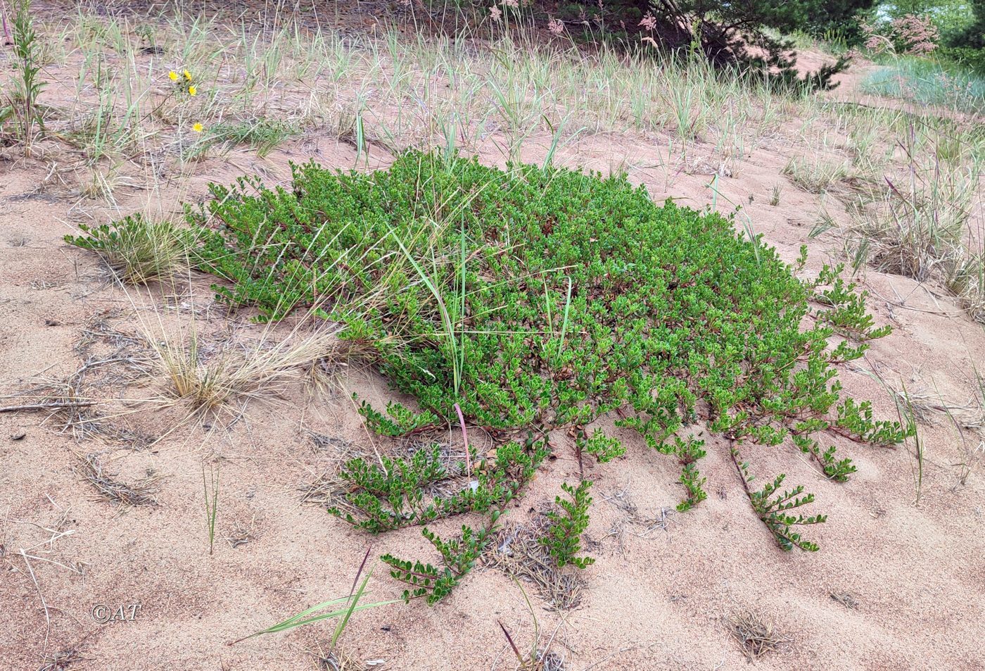 Image of Arctostaphylos uva-ursi specimen.