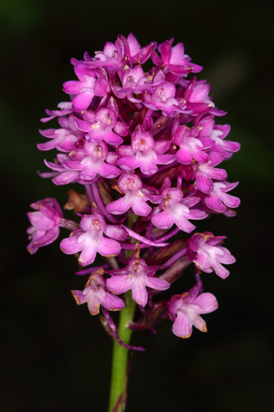 Image of Anacamptis pyramidalis specimen.