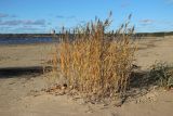 Phragmites australis