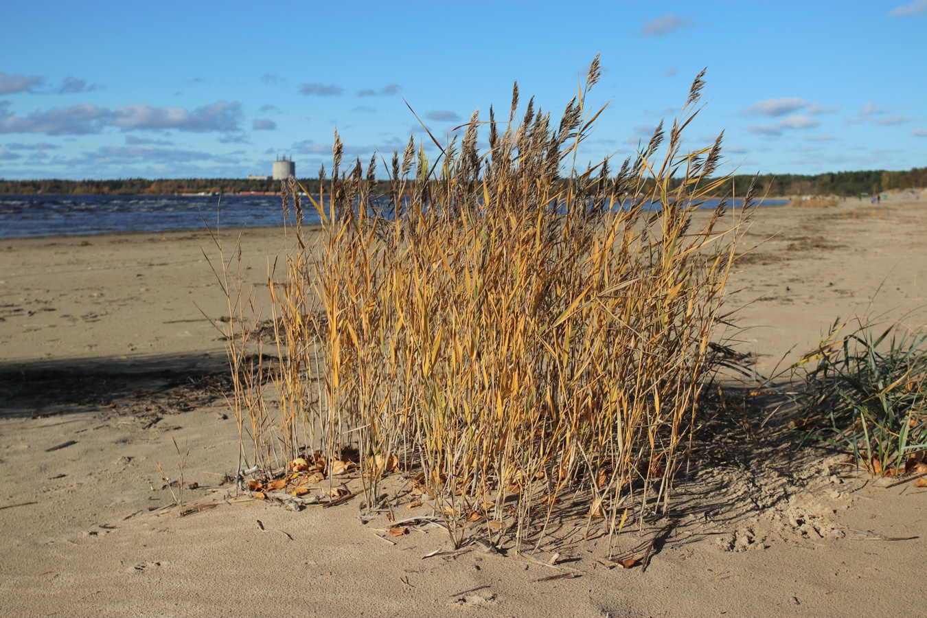 Image of Phragmites australis specimen.