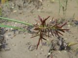 Cyperus orthostachyus. Верхушка побега с соцветием. Амурская обл., Архаринский р-н, окр. с. Кундур, сырая обочина отсыпной дороги. 29.08.2023.