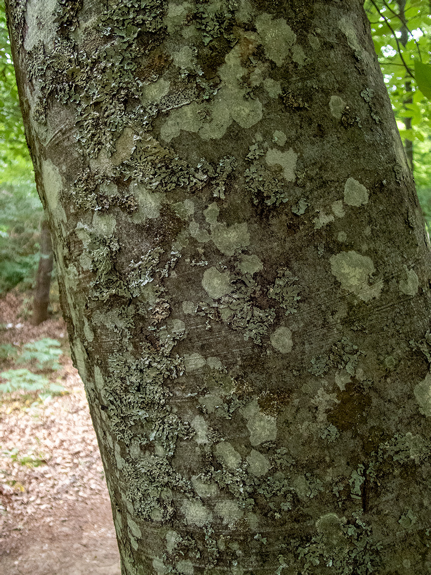 Image of Fagus &times; taurica specimen.