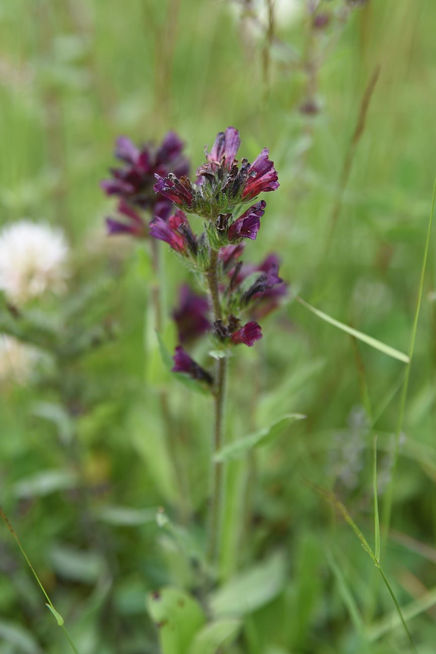 Image of Echium russicum specimen.