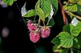 Rubus idaeus. Верхушка побега с соплодием. Вологодская обл., Кирилловский р-н, г. Кириллов, берег оз. Сиверское, окраина зарослей кустарников у воды. 12.07.2024.