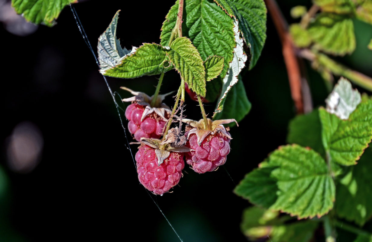 Image of Rubus idaeus specimen.