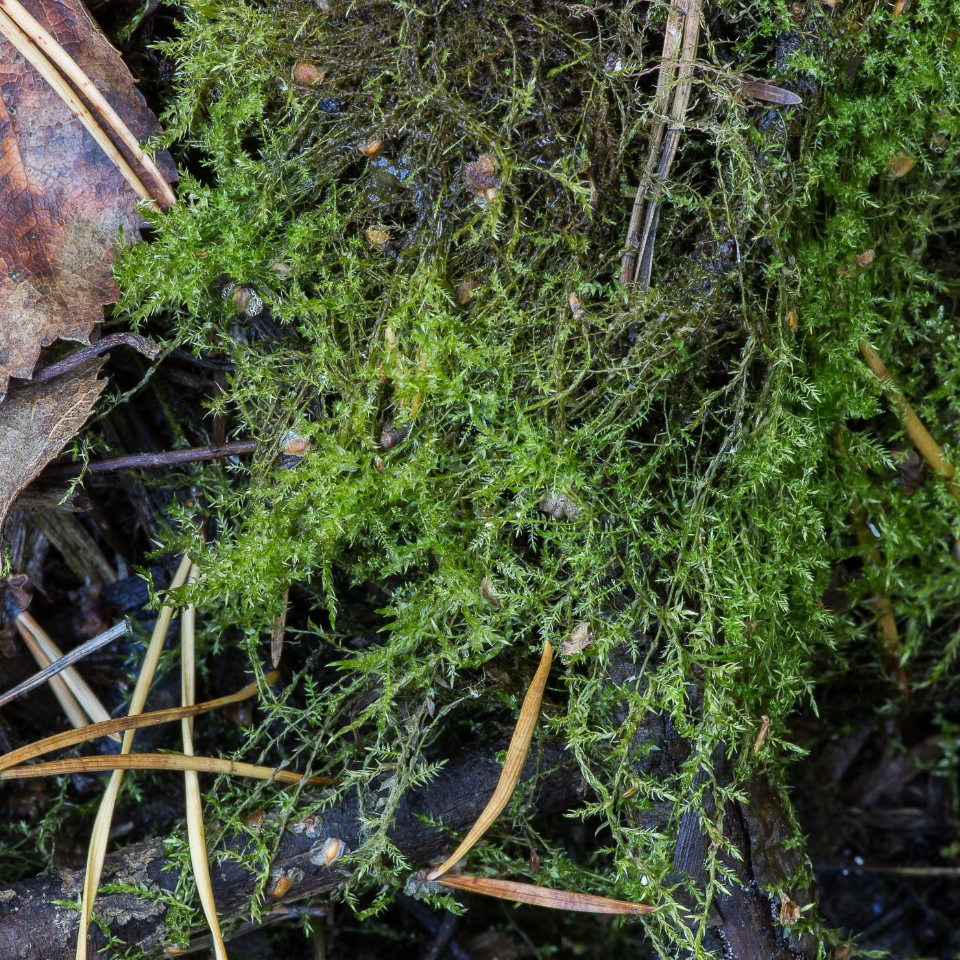 Image of familia Amblystegiaceae specimen.