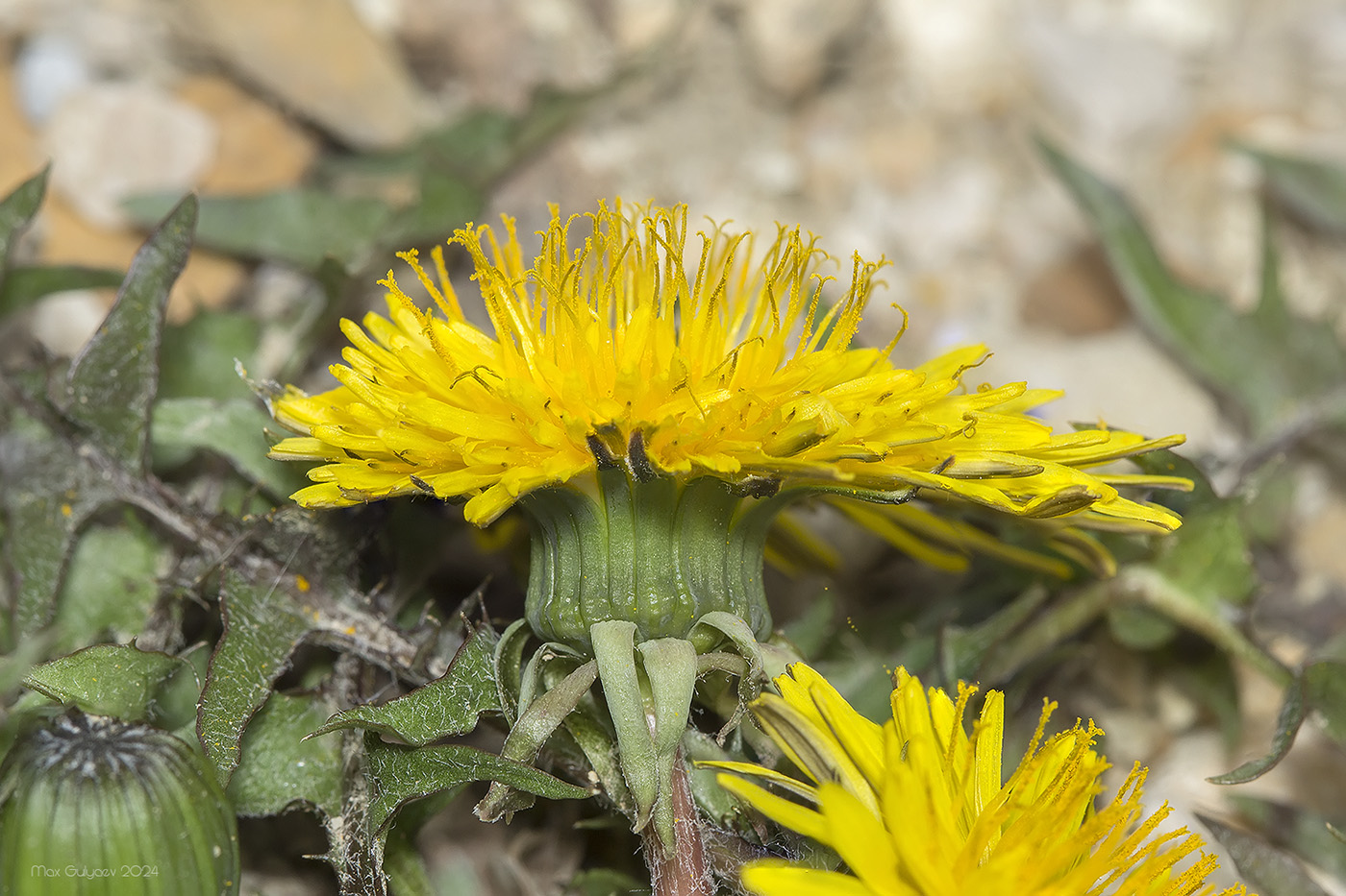 Изображение особи род Taraxacum.