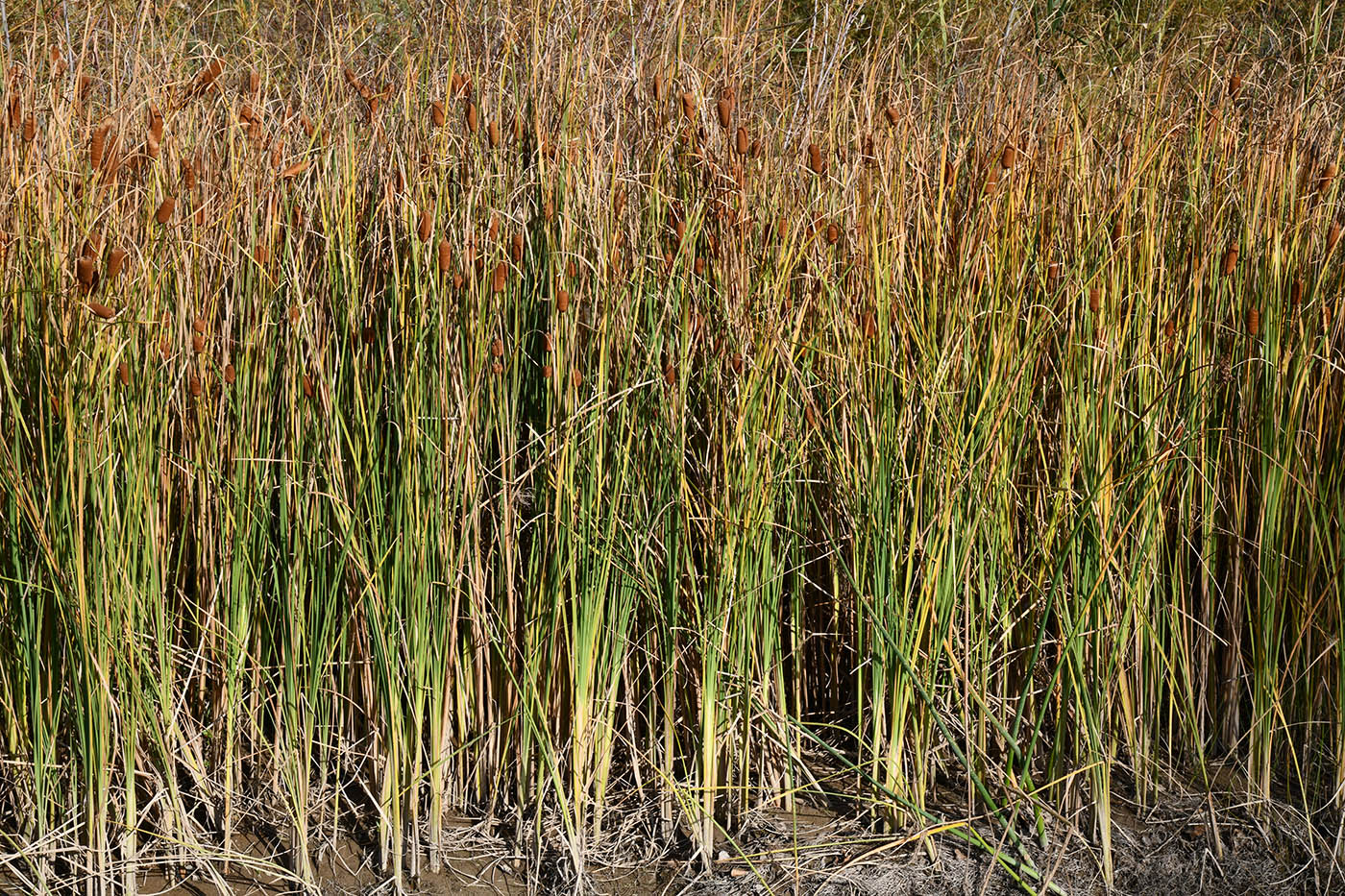 Image of Typha minima specimen.