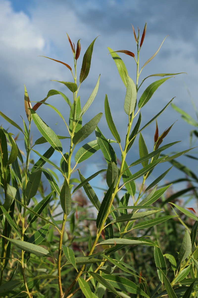 Image of Salix pentandra specimen.