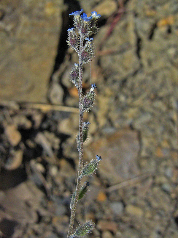 Image of Myosotis ramosissima specimen.