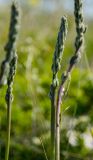 Oxytropis spicata. Верхушки побегов с развивающимися соцветиями. Оренбургская обл., Кувандыкский муниципальный округ, степь. 28 мая 2024 г.
