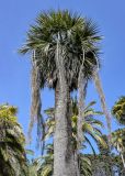 View full-size image Brahea armata