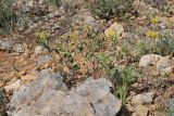 View full-size image Trigonella strangulata