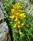 View full-size image Corydalis gortschakovii