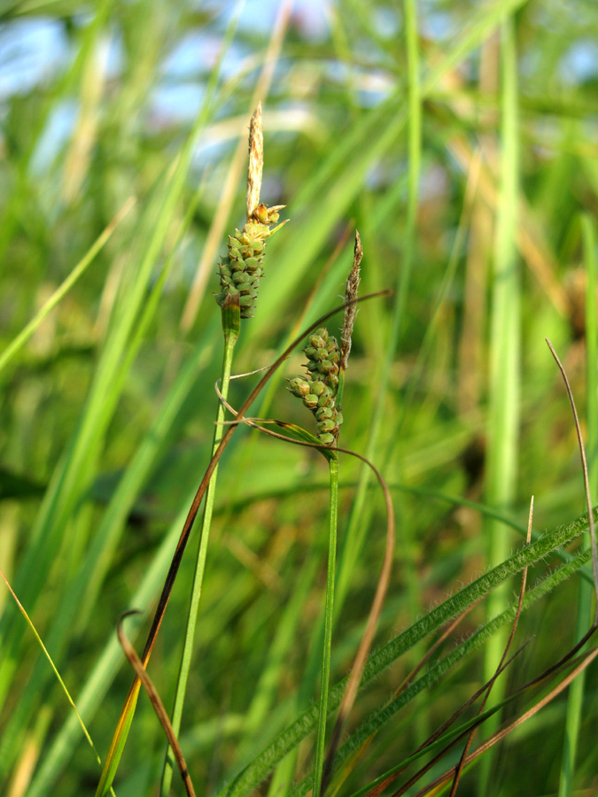 Image of Carex tomentosa specimen.